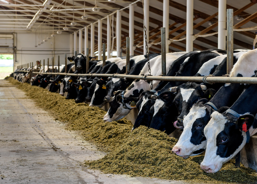 Does Starch Fuel Inflammation in Dairy Cows? Dairy Herd